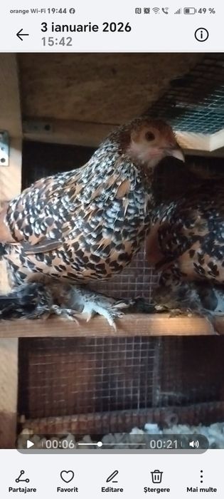 Mii de flori porțelan