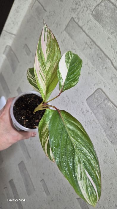 Альпиния вариегатная