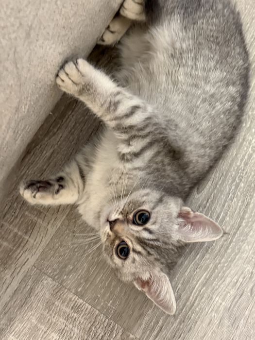 Котята(1 мальчик, 2 девочки)