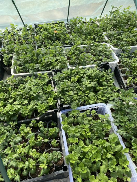 Корейская хризантема