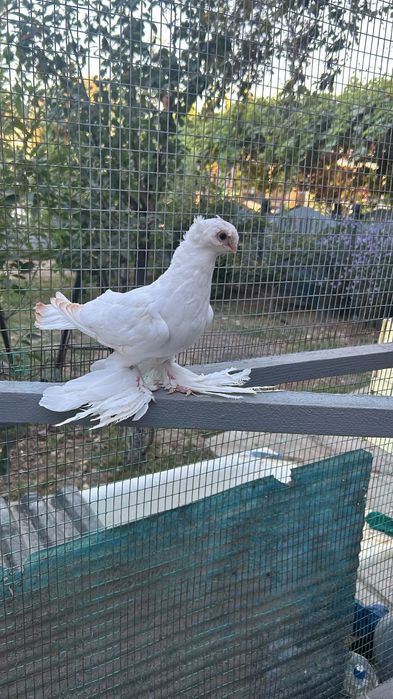 Продам молодого голубя гульбадама