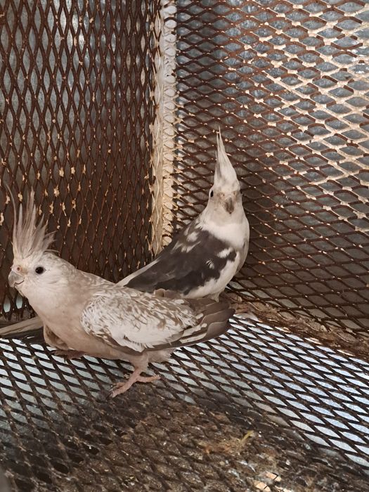 Pereche nimfe mature