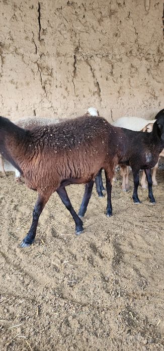 Sovliq qoy sotiladi ona bola onasi 2 qoringa qochgan