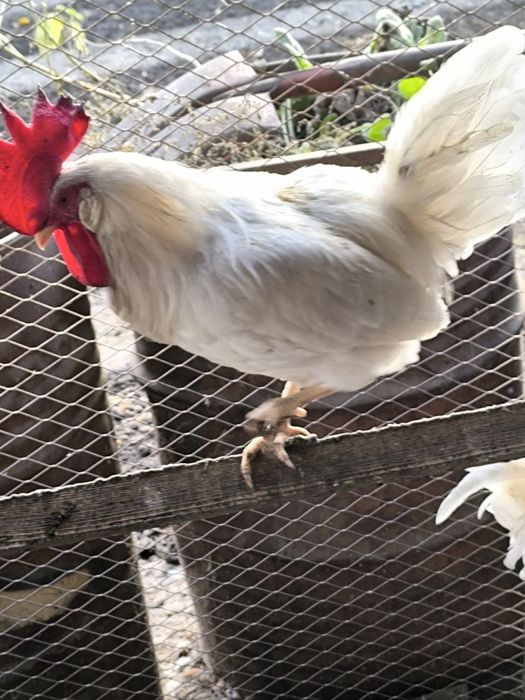 Продам инкубационное яйцо