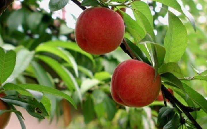 Pomi Fructiferi Străvechi Glia Strămoșească (Soiuri De Piersic )