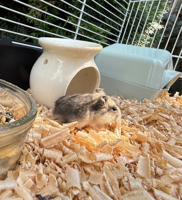 Hamster pitic siberian