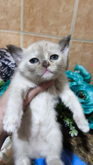 Бурманские котята