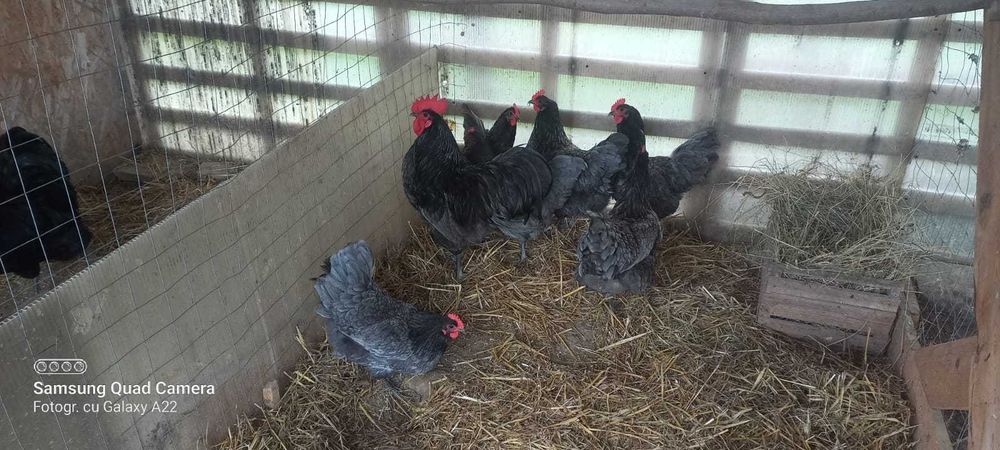 Oua pt incubat rasa austrolorp