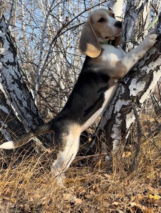 Щенок бигля, питомник, документы.