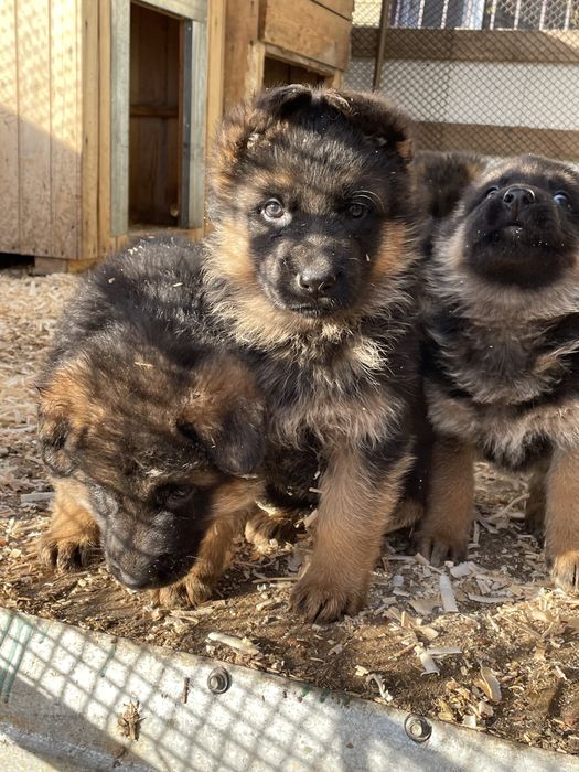 Щенки немецкой овчарки