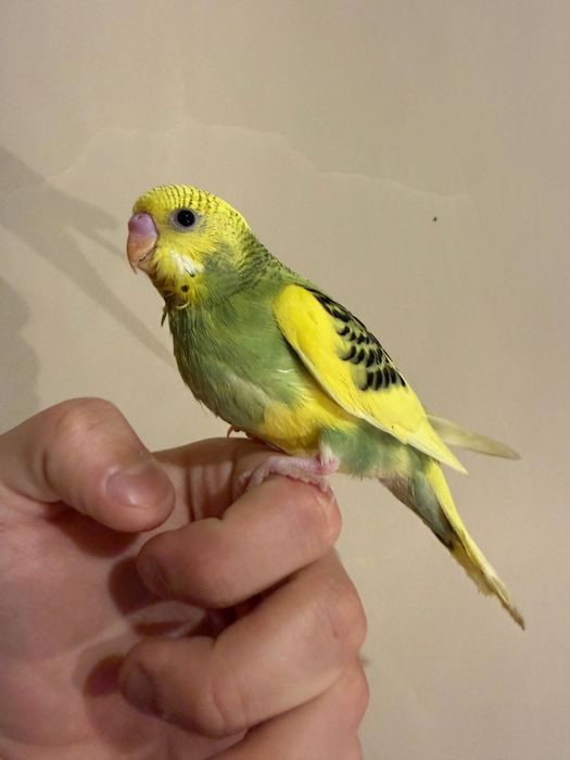 Ручной волнистый попугай
