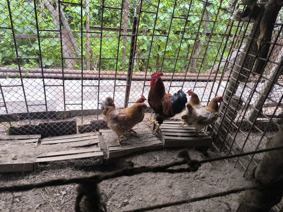 Продам срочно курей
