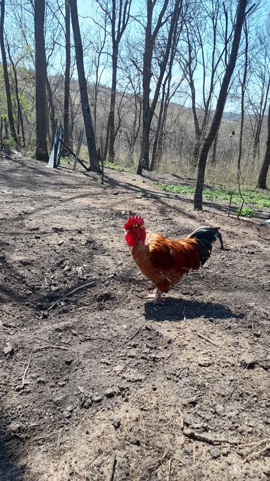 Cocoș gât golași