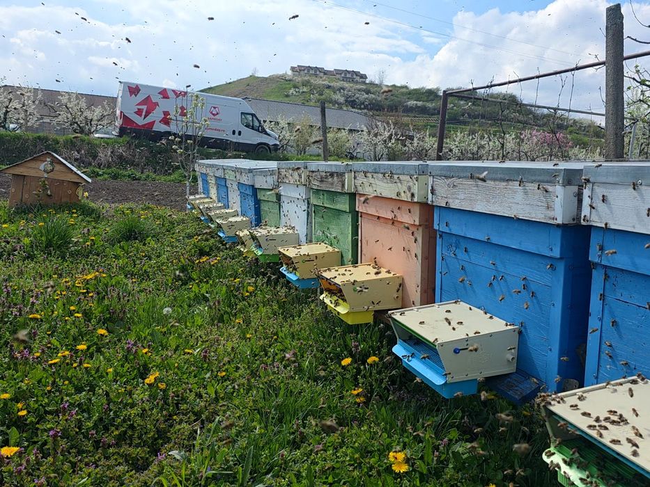 Vând albine 8 9 rame