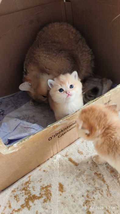 Готовится к продаже котята Золотые Шиншиллы