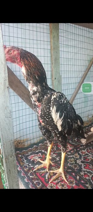Juja sotiladi tez serkaltak narsa