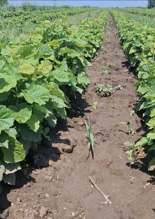 Puieti de alun certificati. Pepiniera autorizata.