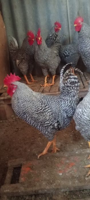 Амрокс Петух қораз