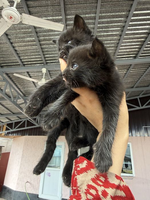 Отдам котят в добрые руки