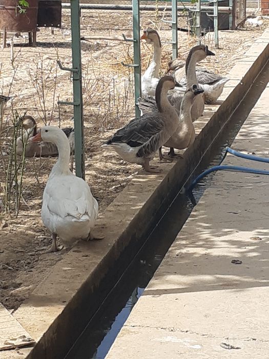 Ğoz Ôrdela sotiladi