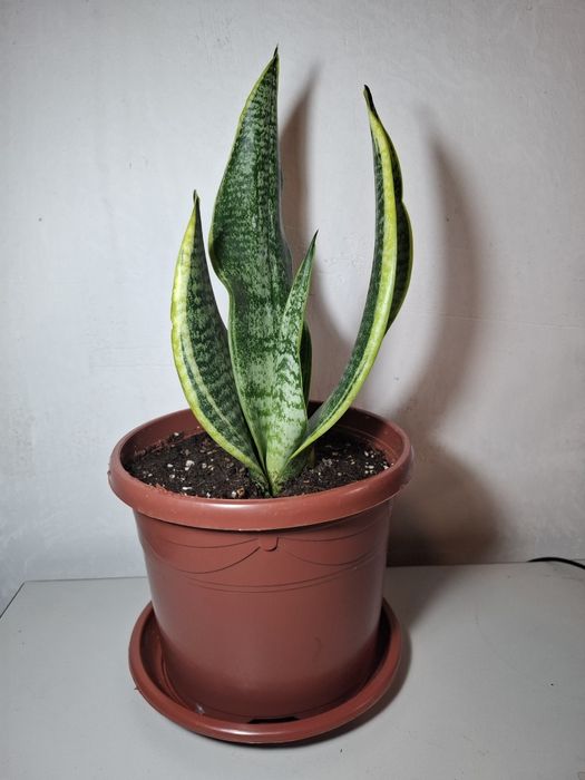 Продаются комнатные растения Сансевиерия