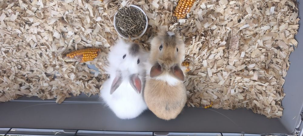 Iepurasi iepuri cap de leu 2 femele cusca si adapatoare apa +mancare inclusa