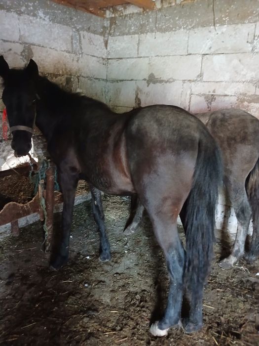 Vând 2 mânji unu de 8 luni și unul de 9 luni.