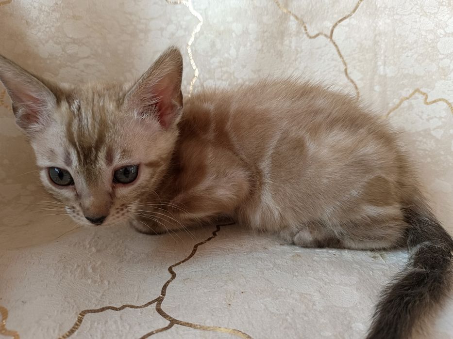 Девочка минк на серебре