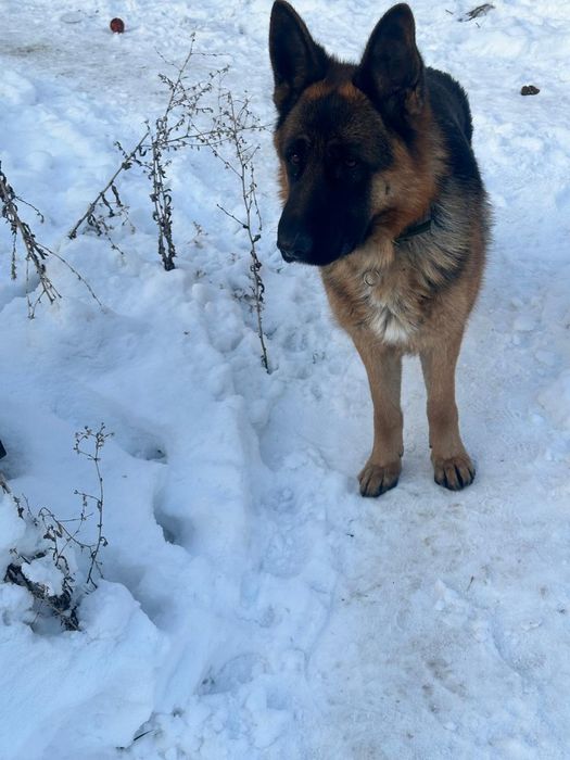 Найдена собака Немецкая Овчарка