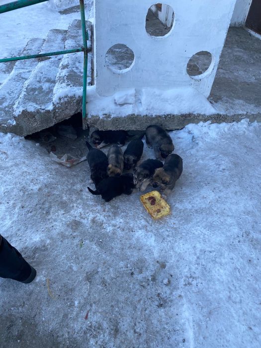 Отдам щенят в хорошие руки