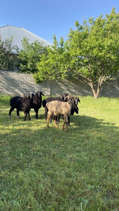 Қозы қошқарлар сатылады!