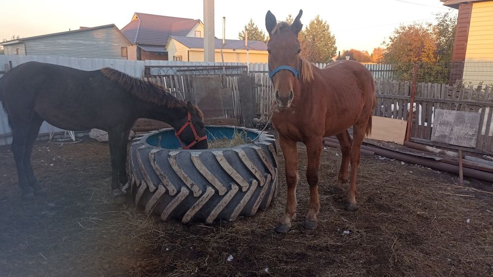 Продам Таичика (кабылка)