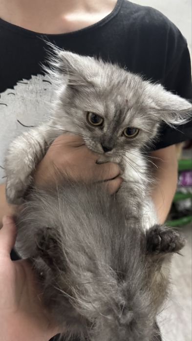 Отдам котят в добрые руки