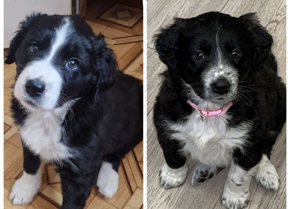 Девочки в добрые руки