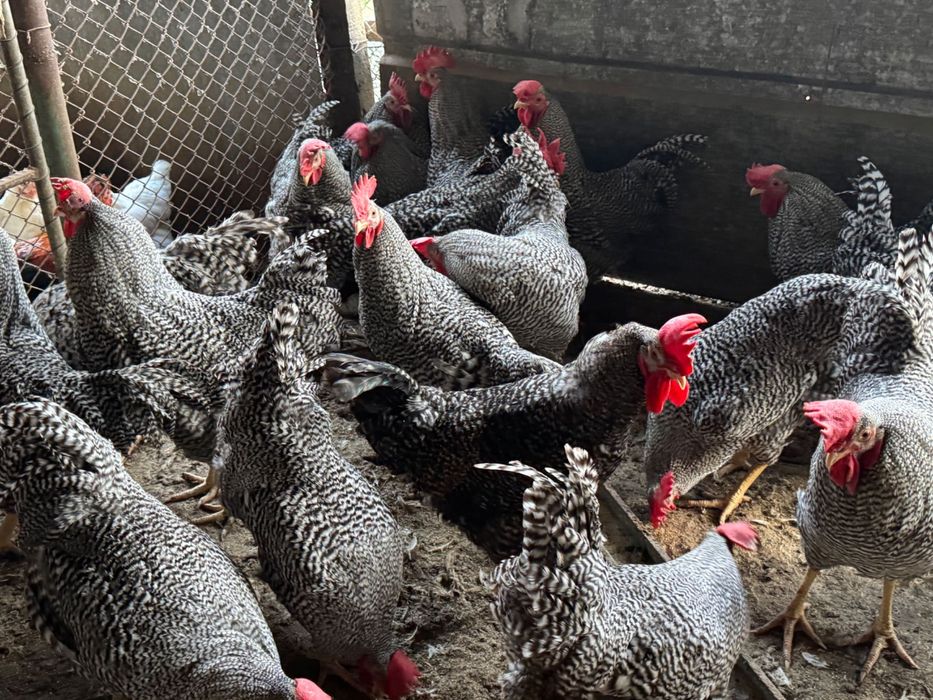 Продавам петли за ПЕТЛЬОВДЕН