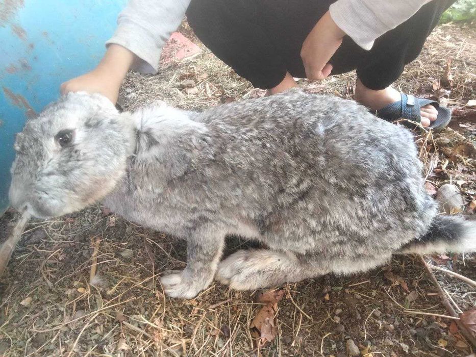 Куёнлар домашний