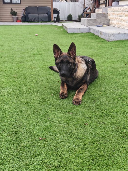 Vand pui ciobanesc german linie de lucru  6 luni