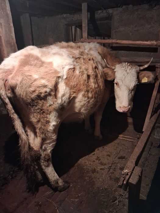 Корова стельная срочно