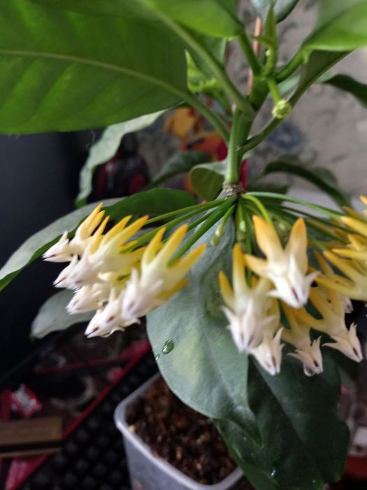 Продам комнатные цветы