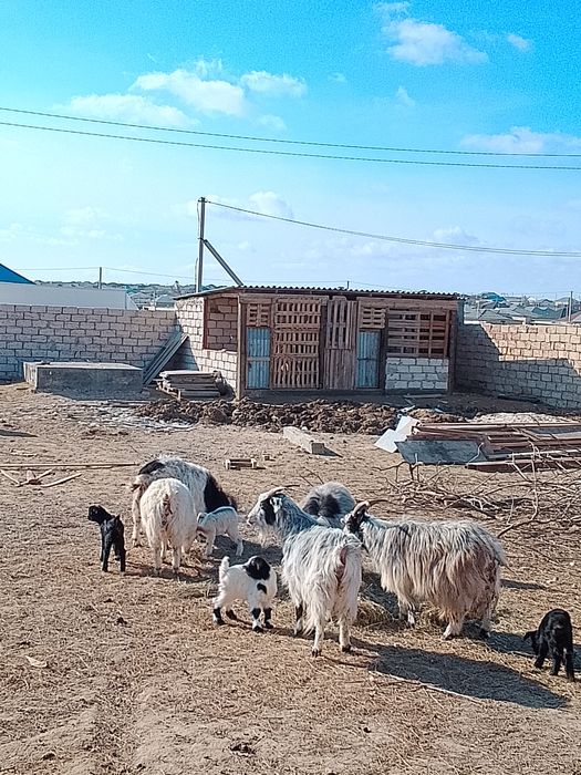 Лақты ешкі сатылады