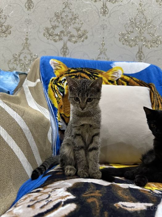 Aqilli latok biladi