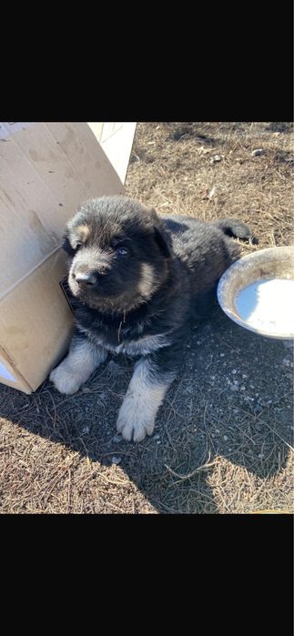 Щенок овчарка.