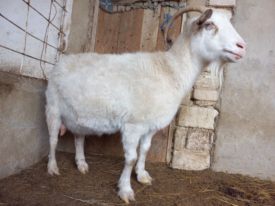 Буаз ешки сатылады