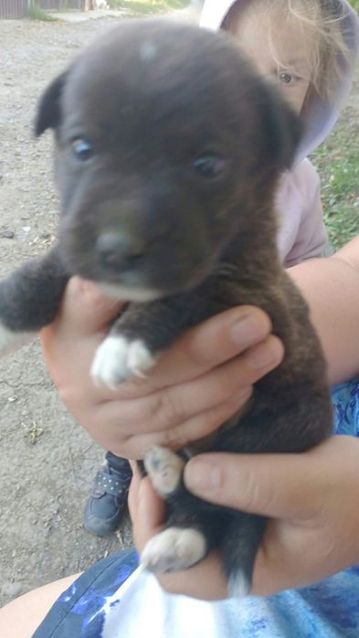 Cățeluși pentru adopție