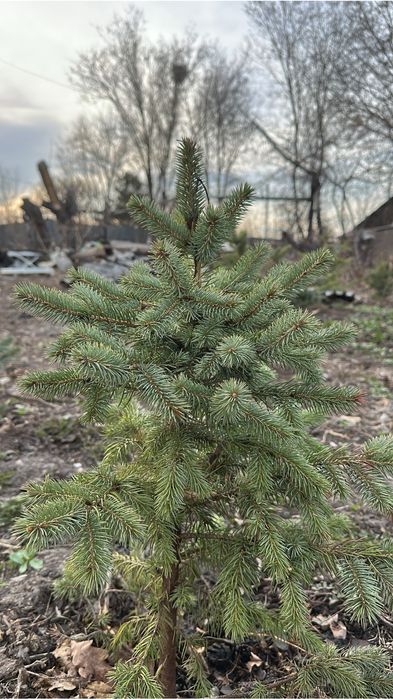 Саженцы ель, сосна, дуб