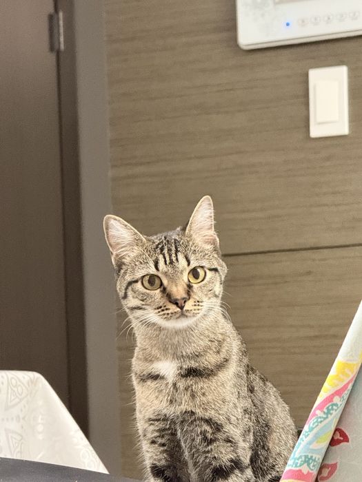 Котенка 1 год, в добрые руки