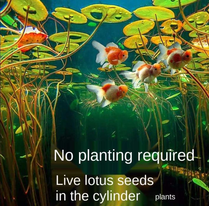 Seminte de lotus culoare mixta alb , bordo , pink