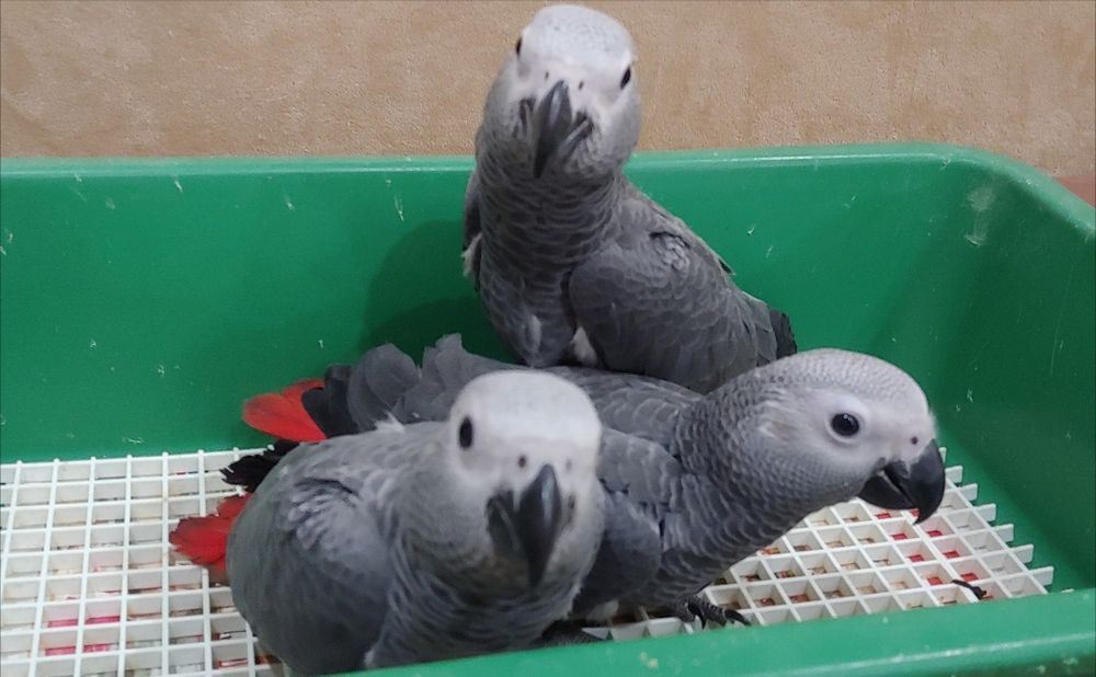 Папагали Кралско Жако