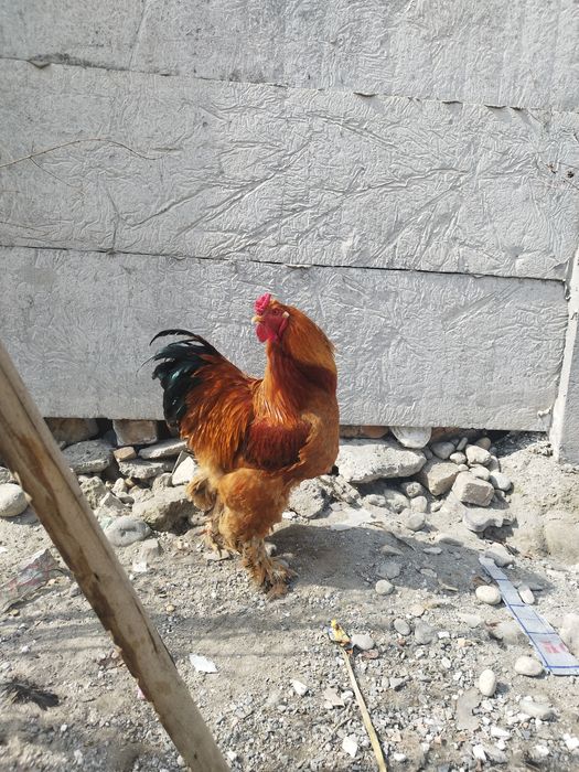 Брама товук тухум сотилади 8000