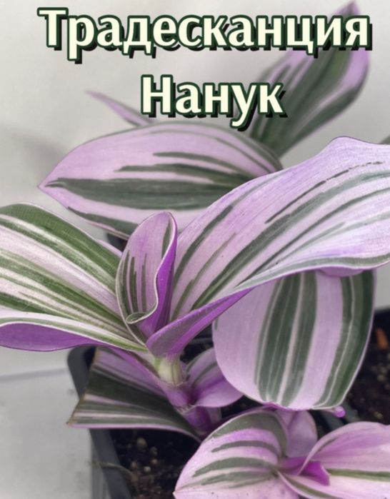 Традесканция Нанук